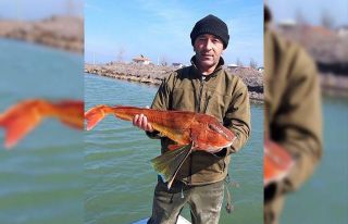 Barbun için attığı ağdan 5 kiloluk Kırlangıç...