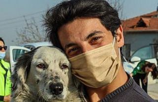 Barınaktaki görüntü hayvanseverleri ayağa kaldırdı