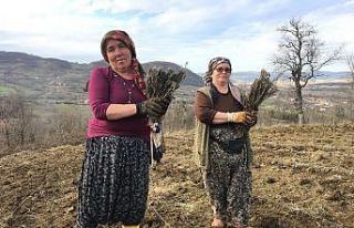 Bartın’da lavanta bahçeleri kuruluyor