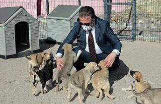 Başkan Savran, Hayvan Kasabasında incelemelerde...