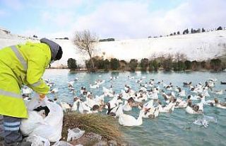 Bayat ekmekler çöp olmuyor
