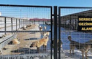 Bayburt Belediyesi’nden sokak hayvanlarıyla ilgili...