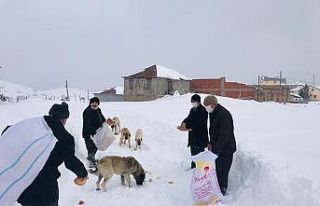Bektaş yaylasında sokak hayvanları unutulmadı
