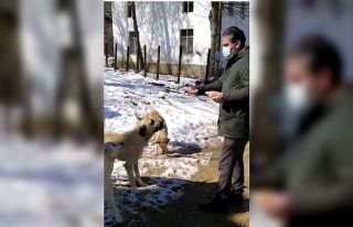 Belediye başkanı kendi elleriyle sokak hayvanlarını...
