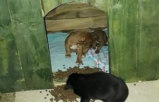Belediye ekipleri 4 köpeği donmak üzereyken kurtardı