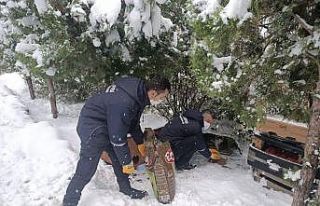 Bilecik Belediyesi sokak hayvanlarını yalnız bırakmıyor