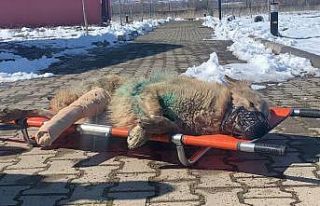 Bingöl’de aracın çarptığı kurt, tedavi altına...