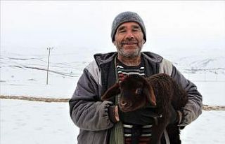 Bingöl’de dayanışma örneği, telef olan 95 kuzusu...