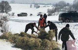 Bolu’da yaban hayvanları için doğaya yem bırakıldı