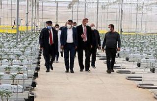 Bozkırda donduran soğuklarda domates yetişiyor