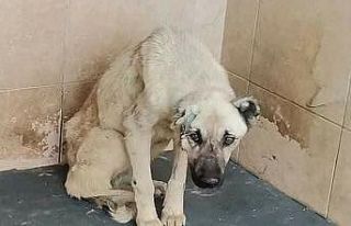 Bozüyük Belediyesi Geçici Hayvan Barınağı’nda...