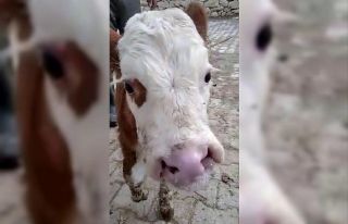 Bu buzağıyı görenler gözlerine inanamıyor