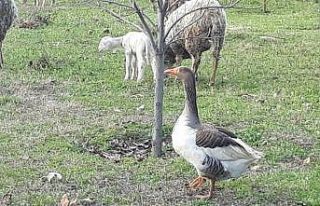 Bu kaz koyunlara çobanlık yapıyor