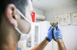 Buca Belediyesi 17 bin kediye kucak açtı