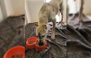 Büyükşehir Belediyesinden Kaşlı Bakımevi iddialarına...