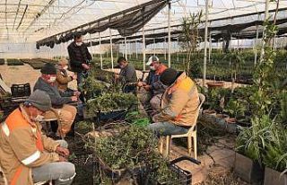 Büyükşehir çiftçi için adaçayı fidesi üretiyor