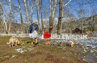Büyükşehir karla mücadele ediyor, sokak hayvanlarını...