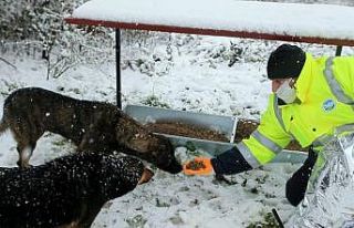 Büyükşehir sokak hayvanlarını unutmadı