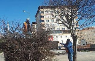 Cadde ve yollardaki ağaçların budanmaya devam ediliyor