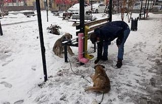 Çaldıran Belediyesinden can dostlara şefkat eli