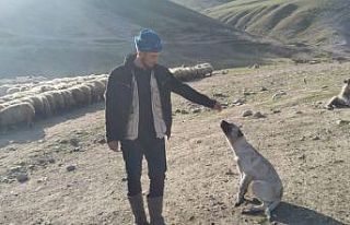 Çalınan köpeğini bulup getirene 20 bin lira ödül...