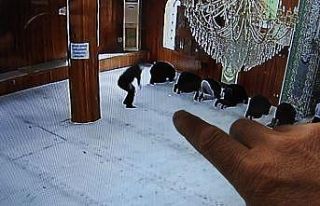 Camiden telefon çalan hırsızın suç makinesi olduğu...