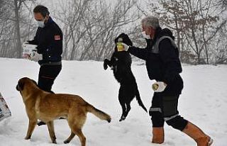 Can dostlar için kış öğünü