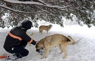 Can dostlar için mama dağıtımları artırıldı