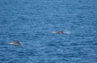 Çanakkale Boğazı’nda yunus balıklarının şovu
