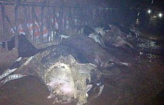 Çanakkale’de elektrik çarpan 8 inek telef oldu