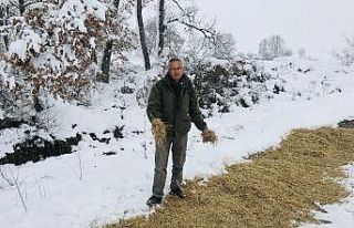 Çanakkale’de, yaban hayvanları için doğaya yem...
