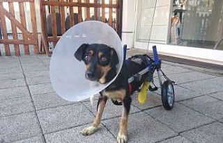 Canice bacakları kesilen köpeğe yürüteç takıldı