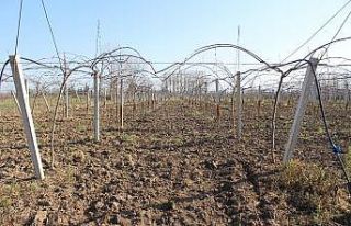 Çarşamba Ovası’nda kivi üretimi artıyor