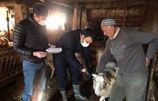 Çavdarhisar’da ’’Şap’’ aşısı kampanyası