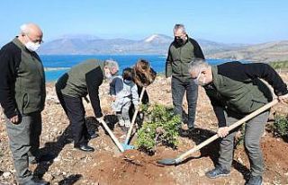 Çeşme’de yanan orman alanına 5 bin adet sakız...