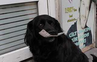 Çevreci köpek ‘Zeytin’ alışverişini kendisi...