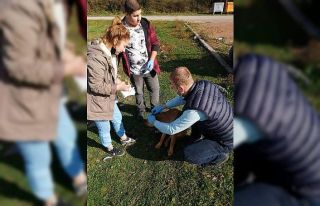 Cide’de sokak hayvanları aşılandı