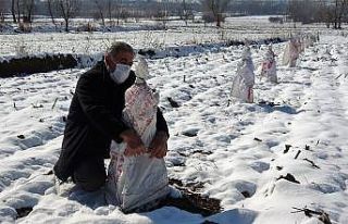Çiftçiden zirai dona karşı sıra dışı önlem