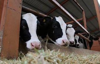 Çiftçilere hayvancılık destekleme ödemeleri yapıldı