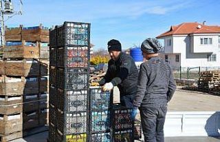 Coğrafi işaretli tonlarca karyağdı armudu alıcı...