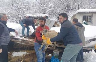 Çöken çatı altındaki hayvanları kurtarmak için...