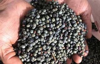 Dağlardan toplayıp yağının kilogramını 200...