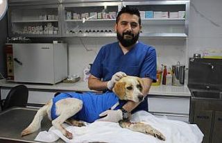 Dakikalarla yarıştılar yaralı köpeği hayatta...