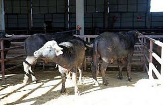 Damızlık manda düvesi yetiştiricilerine yüzde...