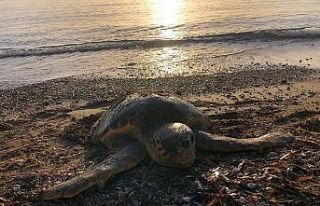 Datça’da deniz kaplumbağası ölü olarak bulundu