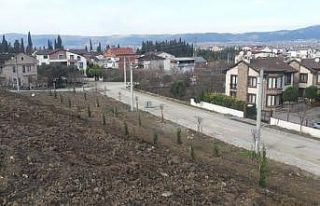 Değirmendere kestanelik alanı ağaçlandırıldı