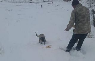 Delice’de soğuklarda sokak hayvanları unutulmadı