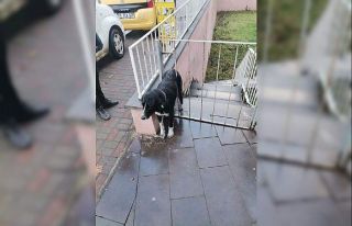 Demir parmaklıklı kapıya sıkışan köpeği ekipleri...