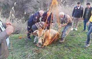 Dereye düşen inek kurtarıldı