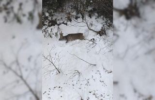Dereye düşen karacayı kepçe operatörü kurtardı